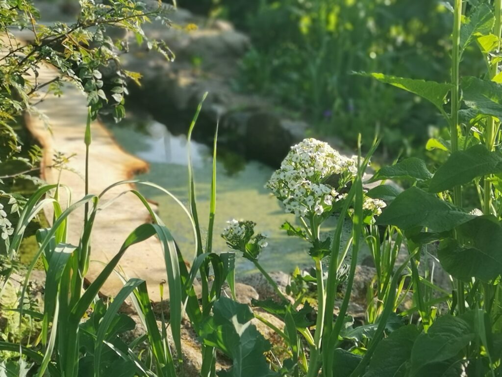 En liten damm med Strandkål