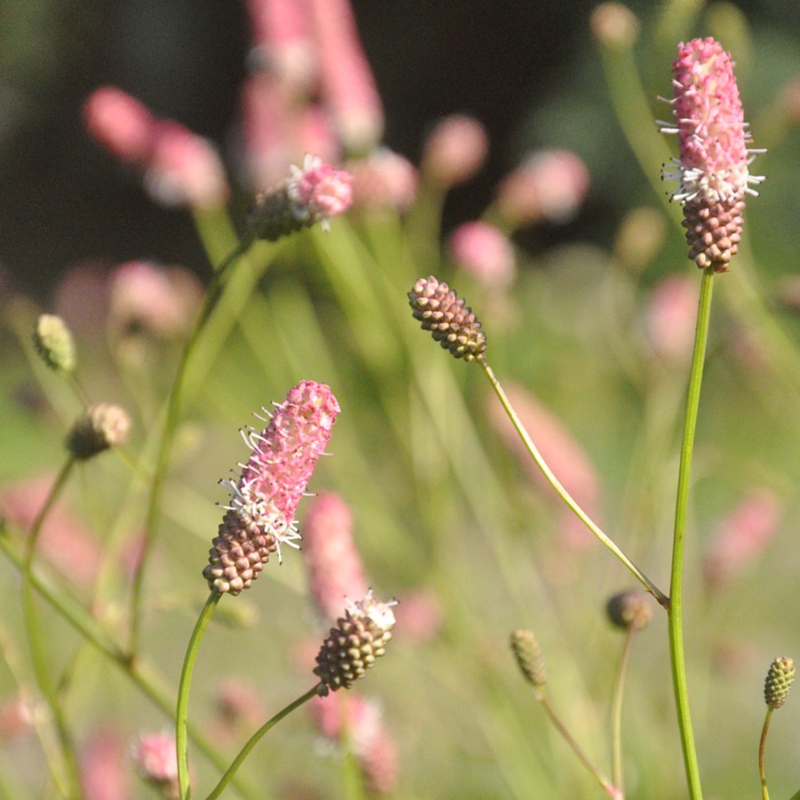 Blodtopp Pink tanna, Sanguisorba officinalis