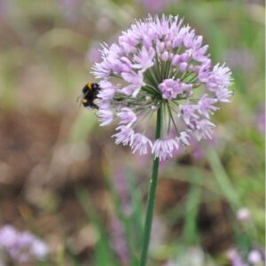 Bredbladig kantlök x