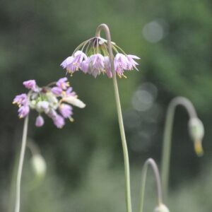 Prärielök ljusrosa