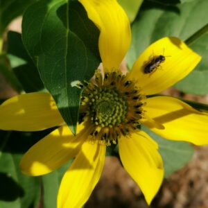 Bild på blommande höstrudbeckia. Den har fin gul höstblomning för pollinatörer. Det är en högväxt perenn.